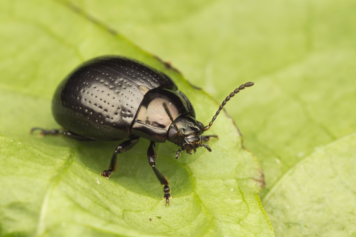 Beetle - Chrysolina oricalcia.